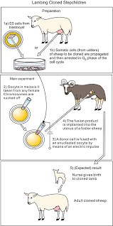 How many chromosomes are in the haploid cells? Application Oriented Experiments With Early Vertebrate Embryos Cloning Transgenic Animals Springerlink