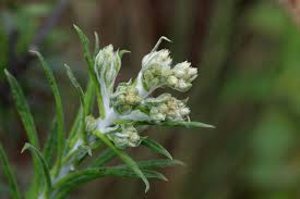 Image result for Pseudognaphalium oligandrum