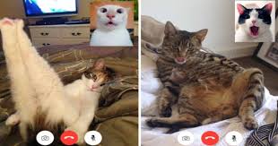 Browse 14,601 funny cats stock photos and images available, or search for dog or dog and cat to find more great stock photos and pictures. People Photoshop Zoom Calls Screenshots Of Cats Stunned By Other Cats In Steamy Position I Can Has Cheezburger