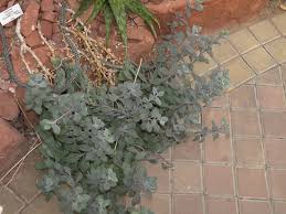 Image result for Kleinia grantii