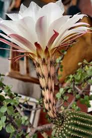 It looks like cephalocereus senilis (the old man of mexico) the opuntia aciculata, although this plant does not have hair, it also called old man's whiskers is a perennial dicot. Pin On Blossom