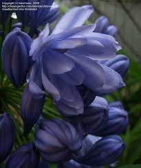 Agapanthus Praecox Two Times Blue