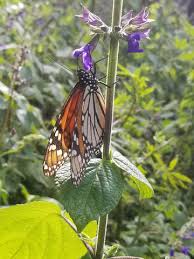 Check with your local soil and water conservation district to see if they are collecting common. Blog Posts Save Our Monarchs