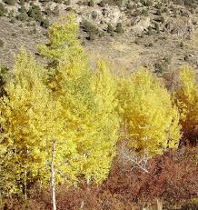 Image result for Prairie Gold