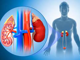 Kidney Infection: Causes, Symptoms, Diagnosis, And Treatment