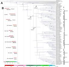 Image result for Panicum subflabellatum