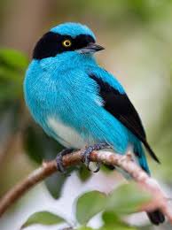 Beautiful White Blue And Black Bird Animals Beautiful Birds Pet Birds