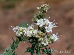 Image result for Cressa cretica