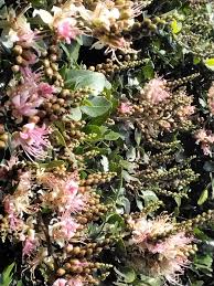 Image result for Schotia capitata