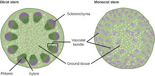 Cork cell (vascular tissues) 6. Plant Tissues And Organs Biology For Majors Ii