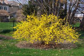 See full list on hgic.clemson.edu How To Grow And Care For Forsythia Bushes The Gardener S Network
