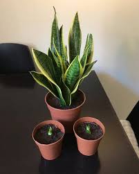 Check spelling or type a new query. 18 Beautiful Succulents That Bear Pups Balcony Garden Web