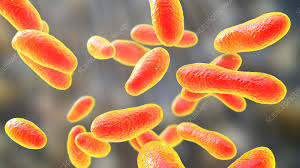 Image result for Q Fever