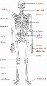 Skeletal System Human Anatomy And Physiology Human Skeletal System Medical Anatomy