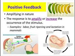 Positive And Negative Feedback Loops Youtube