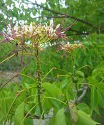 Image result for Crateva