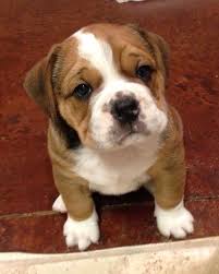 American Bulldog Beagle Mix Black And White 1 4 Beagle 3 4 Bulldog Beabull Bull Cute Puppies Basenji Puppy Cute Dogs
