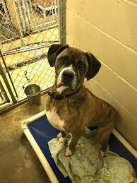 Boxer dog for adoption in waynesboro, pa. Pa Boxers Reviews And Ratings Lancaster Pa Donate Volunteer Review Greatnonprofits