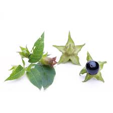 Die schwarze tollkirsche (atropa belladonna). Tollkirsche Wirkung Anwendung Pascoe Naturmedizin