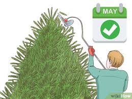 Can i trim and shape my globe evergreen bushes and if so, can i do it this spring? 4 Ways To Prune Evergreen Trees Wikihow