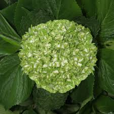 Hydrangea macrophylla, also called bigleaf or french hydrangea, typically has either pink or blue flowers, although a few cultivars have white flowers. Hydrangea Shamrock