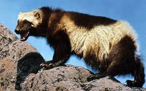Animals that live in the high mountains not only have to withstand dramatic temperature changes but also lower oxygen levels. U S Proposes Protecting The Wolverine The New York Times
