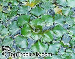 Image result for Trapa natans