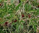 Image result for Ampelocissus obtusata