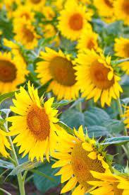 The Prettiest Sunflower Fields To Visit Across The U S Sunflower Field Near Me Sunflower Fields Sunflower Season