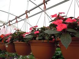 Ya sabéis que cuando recibo una sugerencia para publicar en el blog intento hacerlo con rapidez. Ideas Para Decorar Plantas A Traves Del Uso De Colgantes Jardineria On