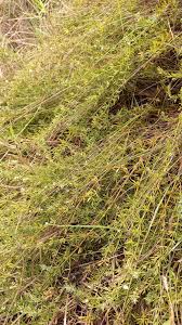 Image result for Pollichia