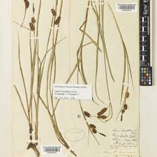 Image result for Chlorophytum bulbinifolium