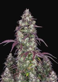 Six Shooter Auto Seeds Fast Buds Autoflowering Cannabis