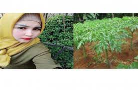 Perawatan tanaman porang terbilang mudah. Pohon Porang Jadikan Petani Kaya Bibit Tersedia Di Siantar Simalungun