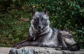 The international wolf center (iwc) is a research and educational organization based in ely, minnesota, united states, that, in its own words. The World Of Wolves Photo Wolf Dog Wolf Colors Wolf Spirit Animal
