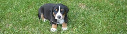 Greater swiss mountain dog puppies maryland. Centralbark Com Page 2 Home Of Greater Swiss Mountain Grand Champion Dog Oscar The Grouch