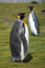 Birds That Look Like Penguins But Aren T Aren T They Beautiful We Love King Penguins Luckily For Us We Get To See Many Of Them On The Falkland Islands And In In 2020 King Penguin Penguins Cute Penguins