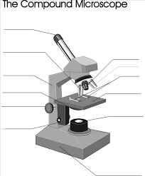 An introduction to the compound microscope objective: The Compound Microscope Diagram Quizlet