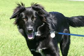 Maybe you would like to learn more about one of these? Ohmygaahh Its Millie Australian Shepherd And Black Lab Golden Retriever German Shepherd Black German Shepherd Puppies Golden Retriever German Shepherd Mix