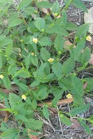 Image result for Sida serratifolia