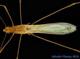 Image result for Metathelypteris vandervekenii