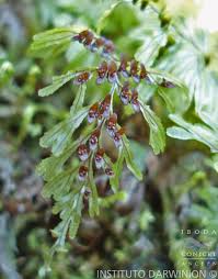 Image result for Hymenophyllum peltatum
