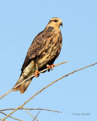Birds Of Prey Central Florida Female Snail Kite Rostrhamus Sociabilis Birds Of Prey Bird Species Beautiful Birds