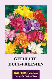 Gefullte Duft Freesien Top Qualitat Kaufen Baldur Garten In 2020 Blumenzwiebeln Freesien Pflanzen