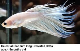 Female betta giant betta dumbo ear halfmoon plakat crowntail male betta wild betta. Celestial Platinum Crown Tail Betta Rare Baguio Aquarium Fishes Etc Facebook