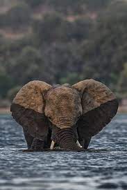 Wildlife Photography For More Inspiration Follow Me On Instagram Rich Wild Animals Photography Wildlife Photography Wildlife Photography National Geographic