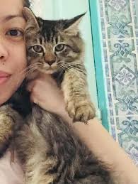 Check spelling or type a new query. Cat Sitter In Taman Setapak Indah Princess Cat Nanny Petbacker Kuala Lumpur