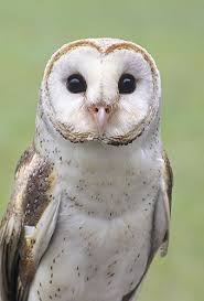 Barn Owl Gail Melville Shumway Photography In 2020 Pet Birds Barn Owl Tattoo Owl Pictures