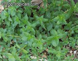 Image result for Spermacoce kirkii