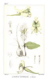 Image result for Brachycorythis velutina